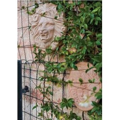 Maschera di Eolo in Terracotta - Decorazione Bassorilievo